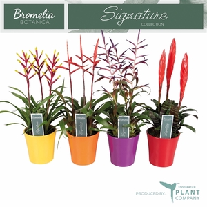 Bromelia overig gemengd 3 soorten