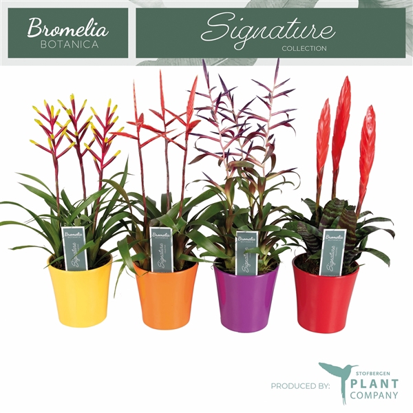 <h4>Bromelia overig gemengd 3 soorten</h4>