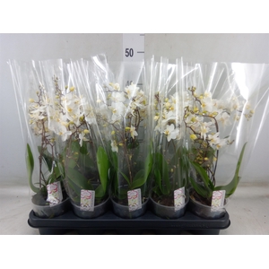 Phalaenopsis multi.   ...white