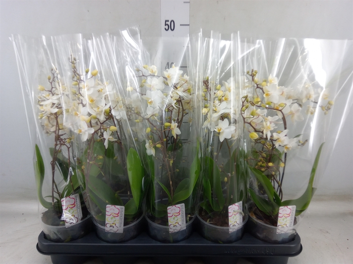 <h4>Phalaenopsis multi.   ...white</h4>