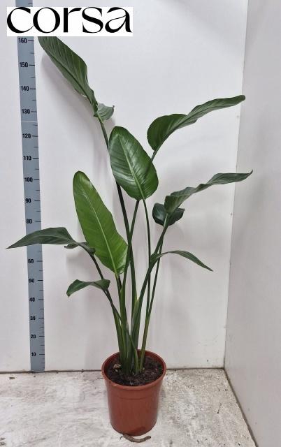 <h4>STRELITZIA NICOLAI</h4>