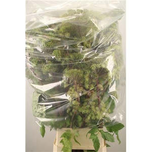 Angelica Gigas