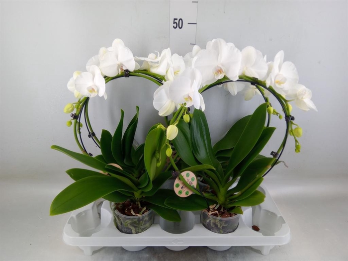<h4>Phalaenopsis   ...</h4>
