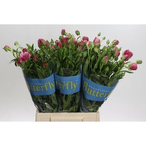 RAN BUTTERFLY LYCIA 30GR