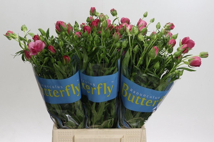 <h4>RAN BUTTERFLY LYCIA 30GR</h4>