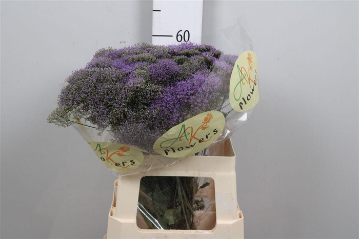 <h4>Trach Blue Shine</h4>