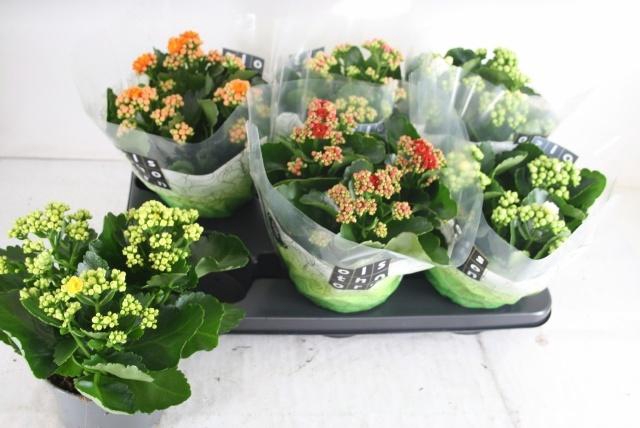 <h4>KAL GE GEM 5 KL</h4>