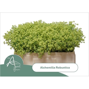 ALCHEM M ROBUSTICA