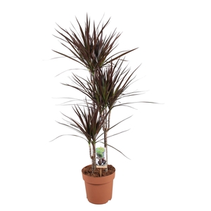 Dracaena marg. 'Magenta'