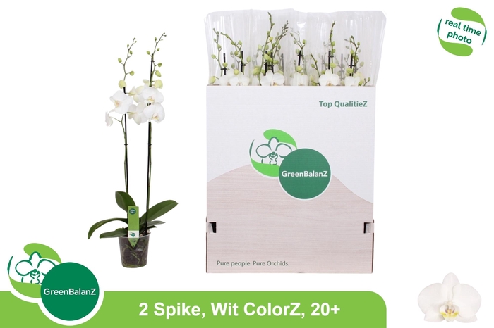 <h4>PHAL OV WIT</h4>