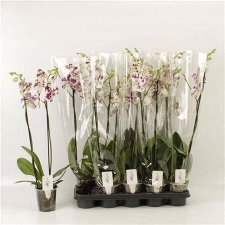 <h4>Phal An Marrakesh 2 Branches 18+</h4>