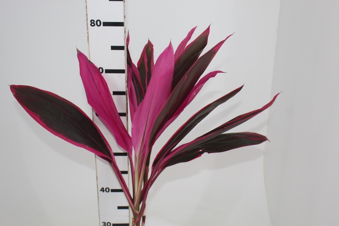 <h4>FOLHAGEM DRACENA BABY PINK PLUS</h4>