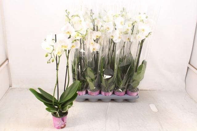 <h4>PHAL OV WIT</h4>