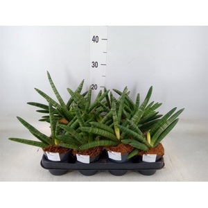 Sansevieria cyl.  ...