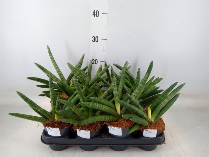 <h4>Sansevieria cyl.  ...</h4>