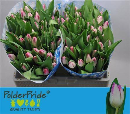 <h4>Tu En Sinfonie</h4>