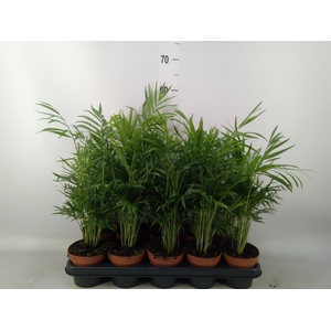 Chamaedorea elegans