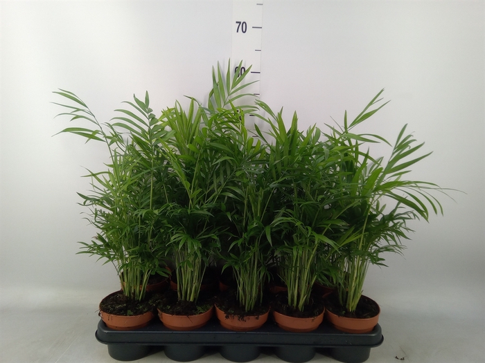 <h4>Chamaedorea elegans</h4>