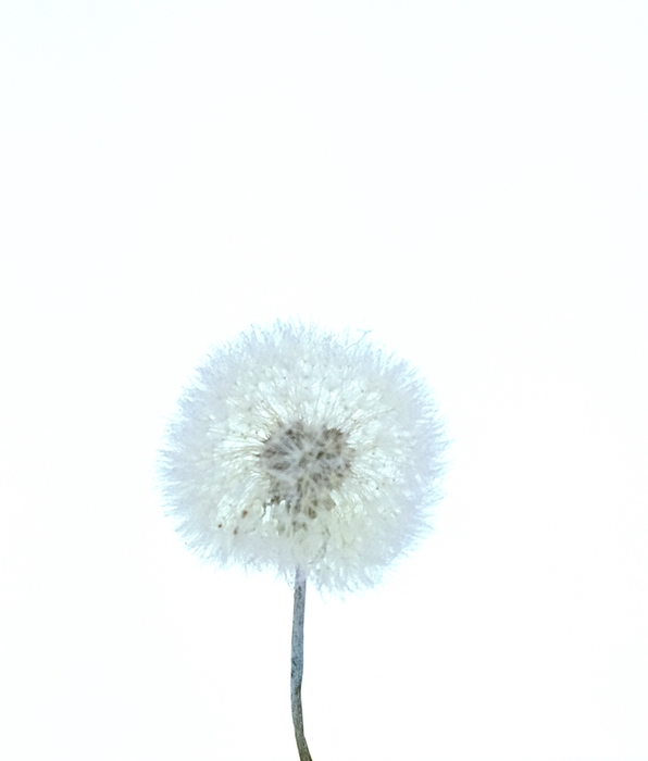 <h4>Dried Bleached Dandelion Regular Light Purple</h4>