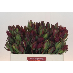 Leucadendron Senorita