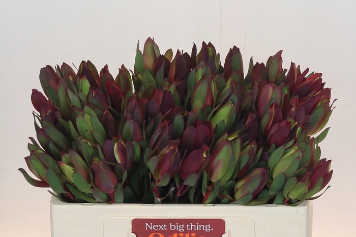 Leucadendron Senorita