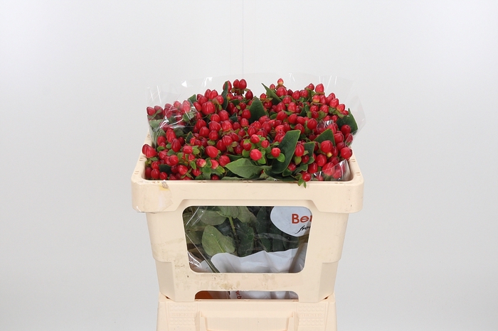 <h4>Hyp Mag Triumph</h4>