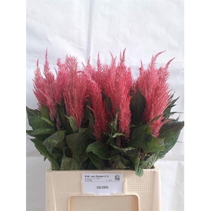 CELOSIA P ROYAL PINK