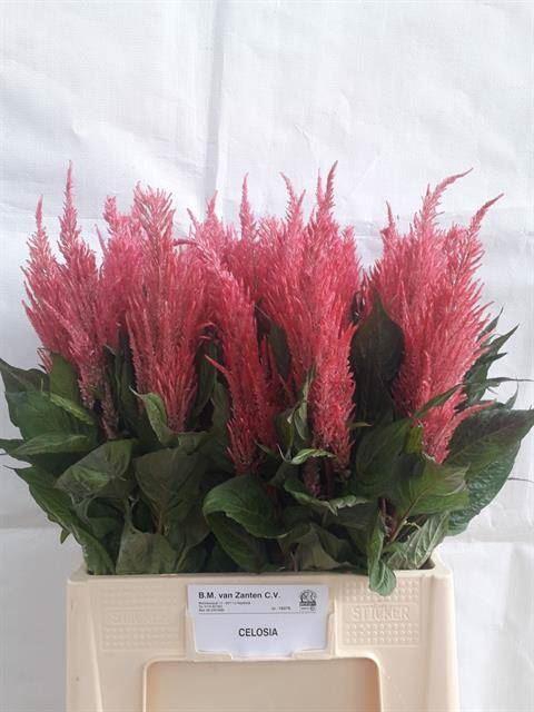<h4>CELOSIA P ROYAL PINK</h4>