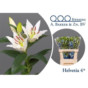 Li Or Helvetia