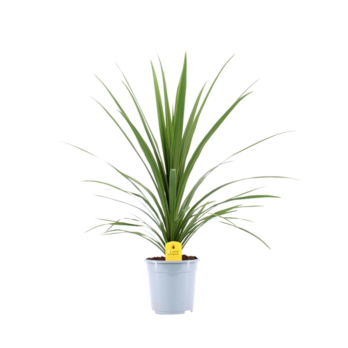 <h4>Cordyline Australis Verde - 21cm</h4>