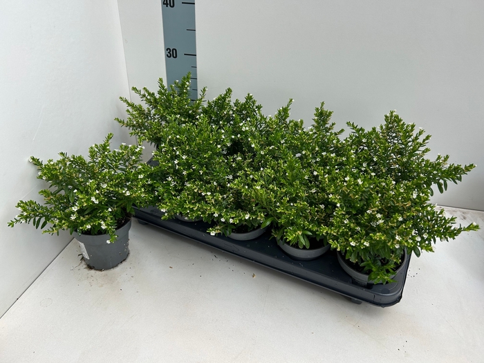 <h4>CUPH HYSSOPIFOLIA</h4>