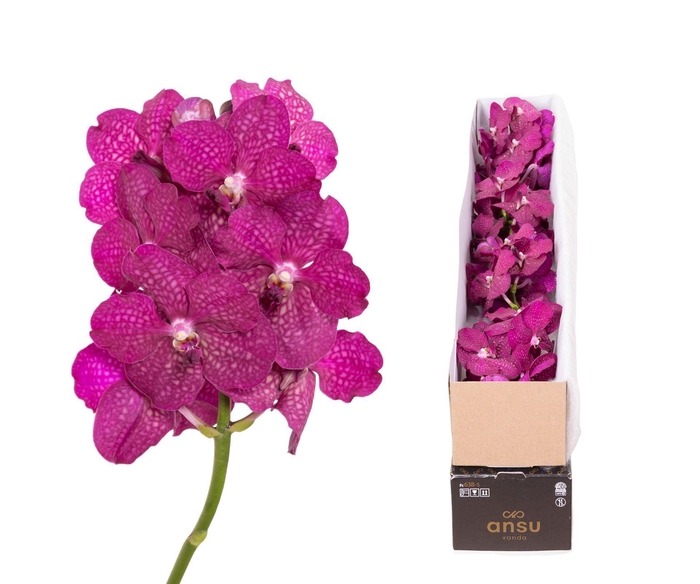 <h4>Vanda  'Sumathi Magic Fuchsia'</h4>
