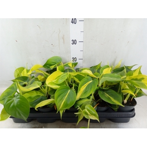 Philodendron scand. 'Brasil'