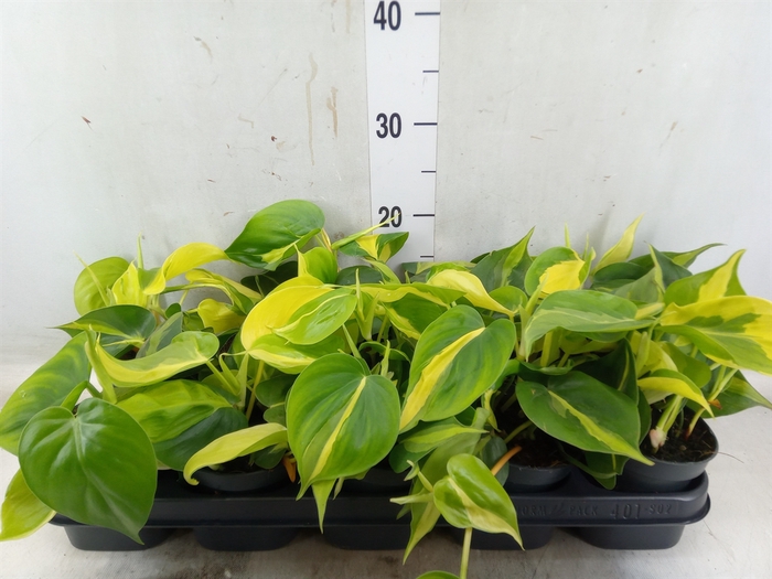 <h4>Philodendron scand. 'Brasil'</h4>
