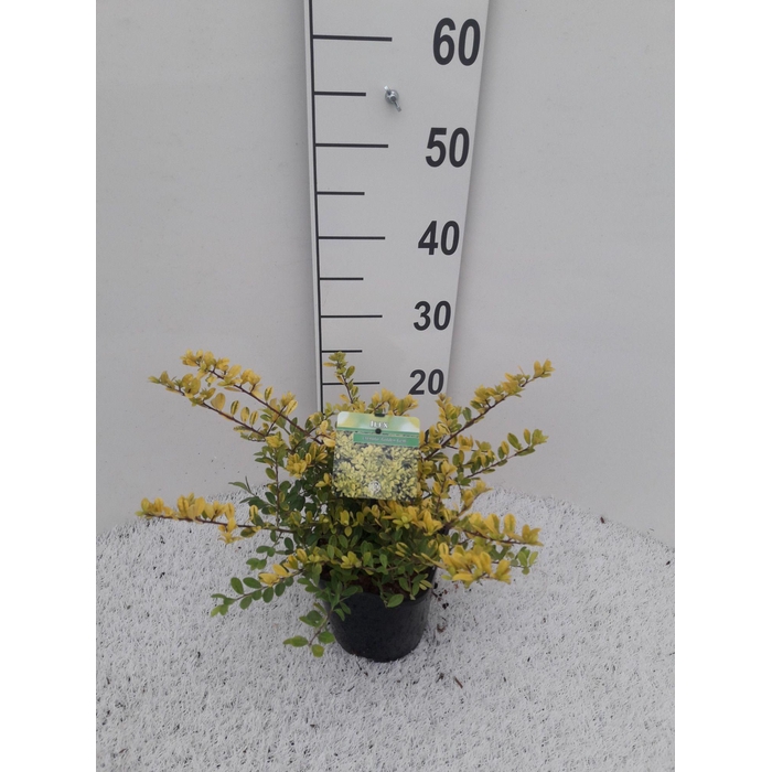 <h4>Ilex crenata 'Golden Gem'</h4>