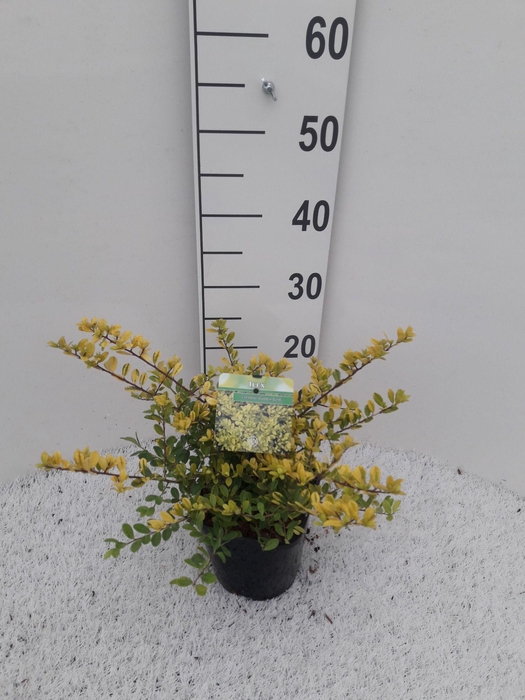 Ilex crenata 'Golden Gem'