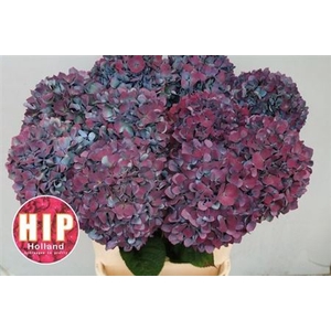 Hydr M Ch Pimpernel Cl