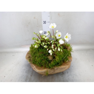 Helleborus niger 'Verb Beauty'