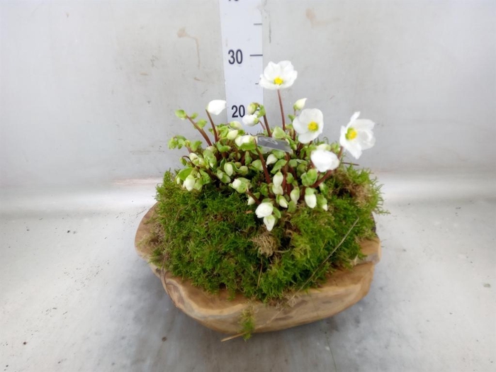 <h4>Helleborus niger 'Verb Beauty'</h4>