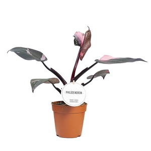 Philodendron Pink Princess