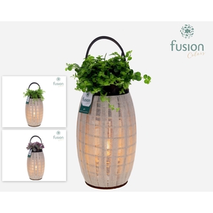 Houten Lantaarn met verlichting met groene planten mix