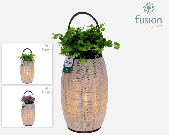 <h4>Houten Lantaarn met verlichting met groene planten mix</h4>