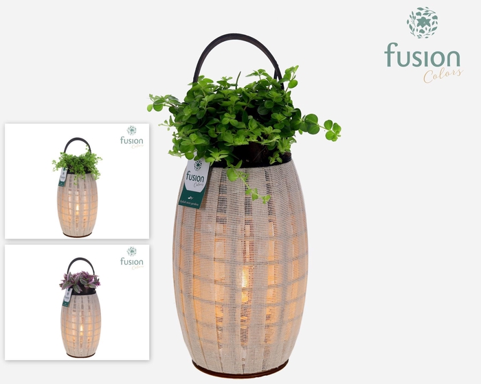 <h4>Houten Lantaarn met verlichting met groene planten mix</h4>