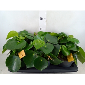 Peperomia polybotrya 'Raindrop'