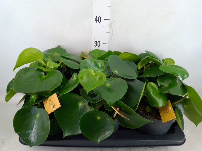 <h4>Peperomia polybotrya 'Raindrop'</h4>
