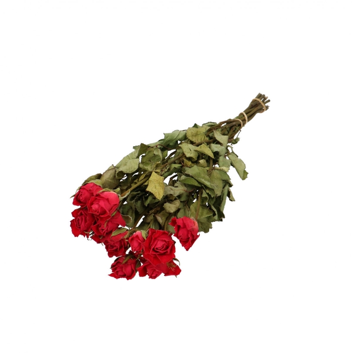 <h4>Dried flowers Rose 40cm x10</h4>