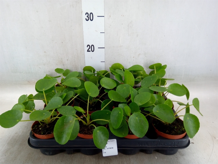 <h4>Pilea peperomoides</h4>