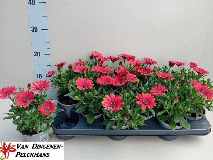 <h4>OSTEO FP RED</h4>