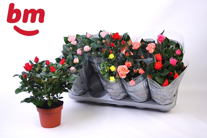 <h4>RO B MONDE GEM</h4>