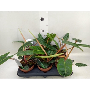 Philodendron billietiae